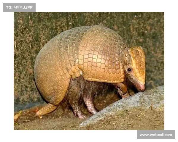 探索古老文明遗迹中的神秘生物与超自然力量的奥秘与秘密