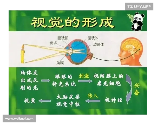 失明者如何通过独特感知与创造力克服障碍展现无限可能的七大要素