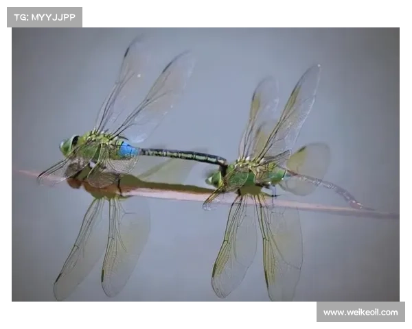 蜻蜓翩飞与数字网络交织之美：在指尖上探索灵动科技与自然的奇妙融合